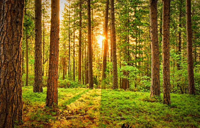 Foto di foresta verde per pallet usati quanti vantaggi
